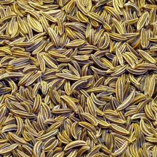 Organic Cumin Seeds, 20 kg, Packaging Type: Bag