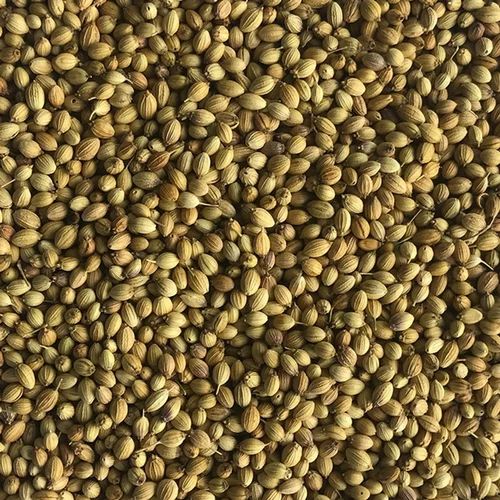 Green Natural Single Parrot Coriander Seeds, 25 Kg, Packaging Type: PP Bag