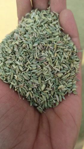 Organic Fennel Seeds