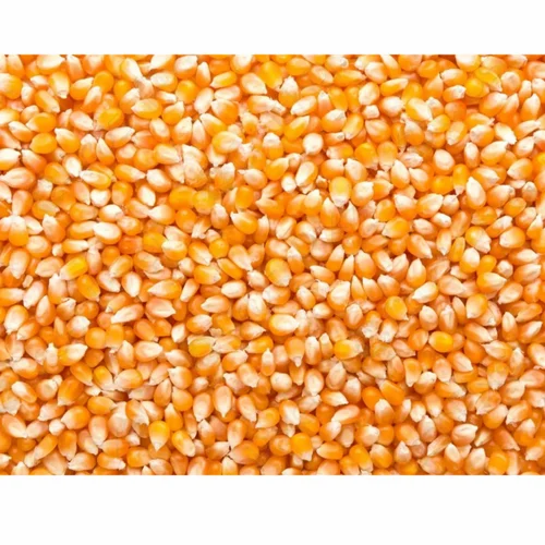 Yellow Raw Maize