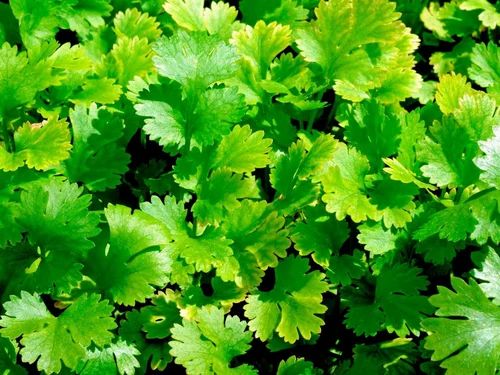 F1 Hybrid Coriander seeds, 1 Kg