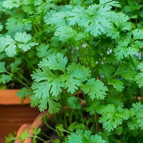 Coriander Green Multi Cut Seeds, Leaves