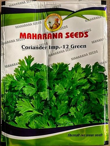 Maharana Coriander Import -12 Green Hybrid Seeds, 500 g