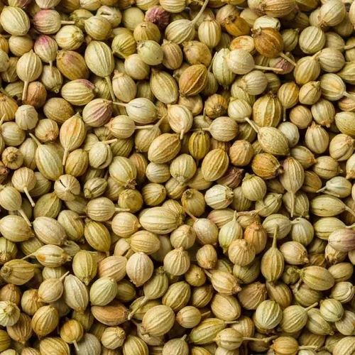 Loose Hybrid Coriander Seed
