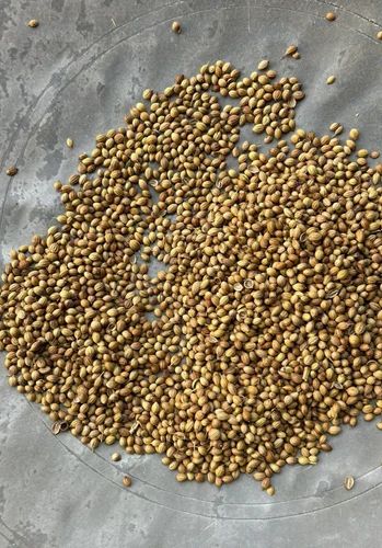 Brown Eagle Clean Hybrid Coriander Seeds