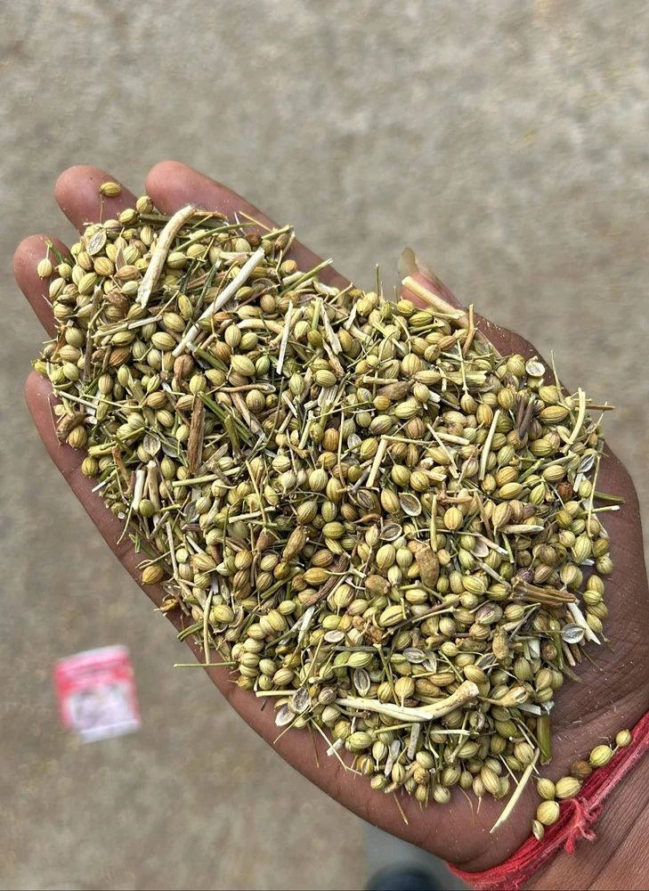 Dried Hybrid Coriander Seed, 30 kg