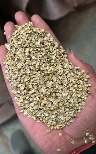 Single Parrot Split Coriander Seeds