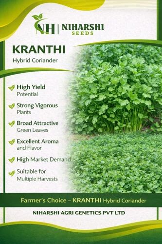 Hybrid Coriander Seed, Seeds