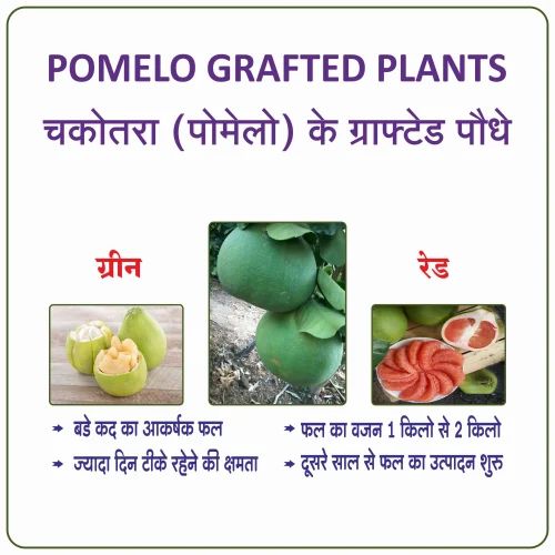 RED POMELO FRUIT PLANT, For Fruits