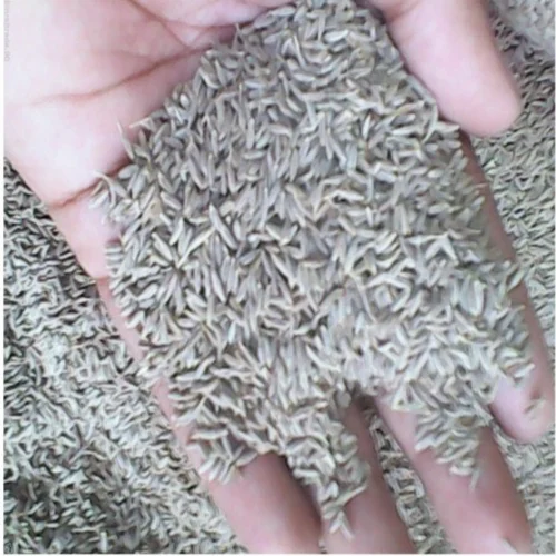 White Cumin Seeds - 100g Carton
