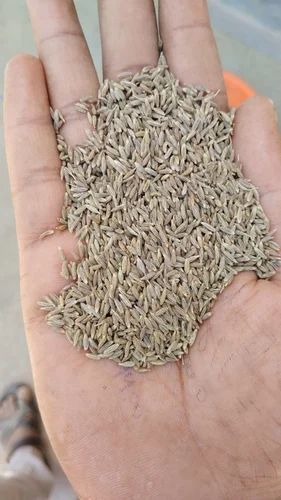 White Cumin Seeds, Form: Whole