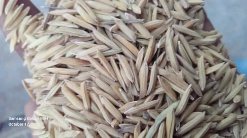 1509 Basmati Dhan