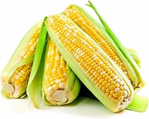 Organic Corn Flour, 25 Kg