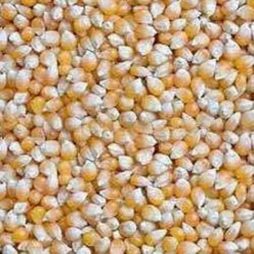 Indian Organic Maize, Packaging Size: 100gms