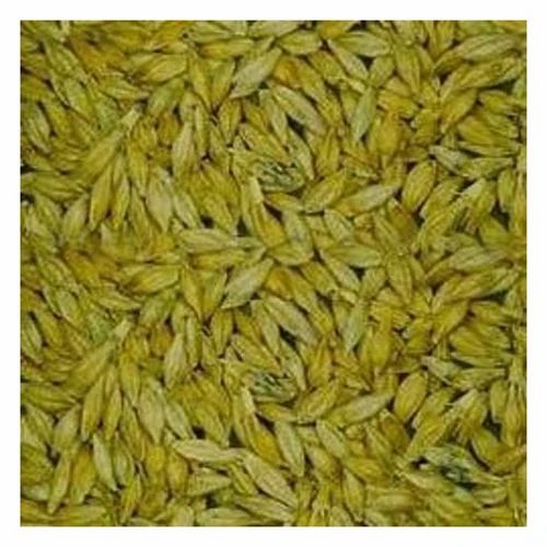 Indian Organic Barley, High in Protein