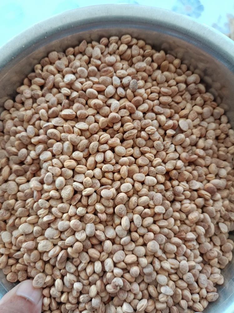Buchanania Lanzan Seed