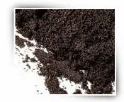 Vanilla Seeds