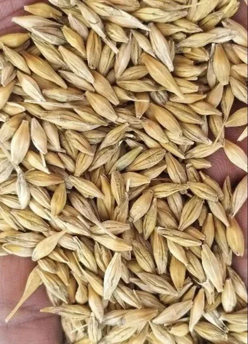 Barley Flour (Jau Ka Atta) - 5 kg