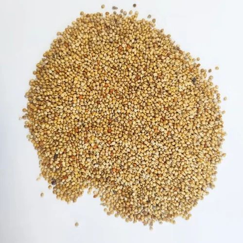 Dry Organic Maize Millet