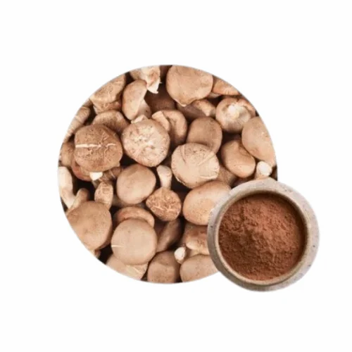 Shiitake Mushroom Extract Powder