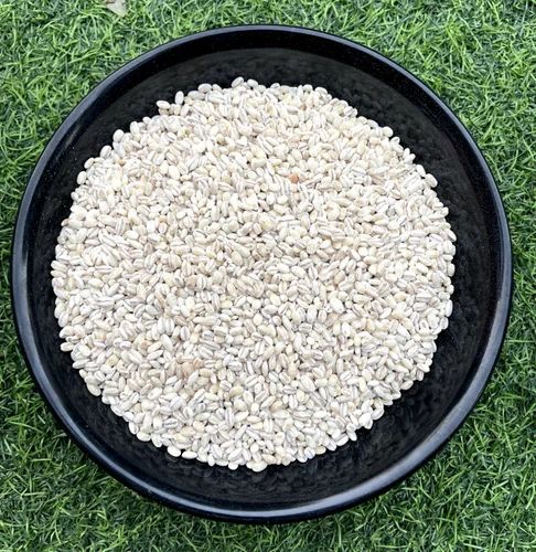 Organic Barley Grain