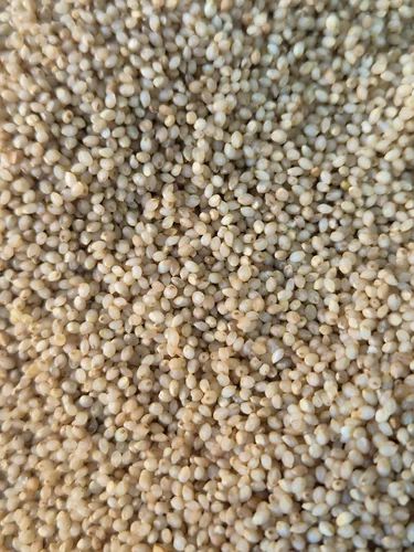 Organic Barnyard Millet