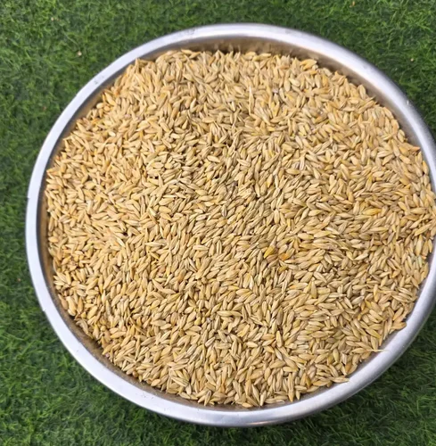 Organic Barley Grain / Jau / Barley With Husk