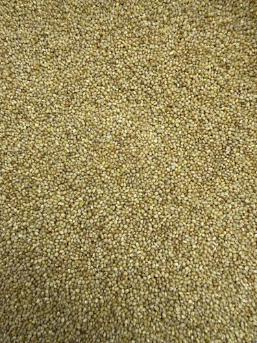 Organic Foxtail Millet