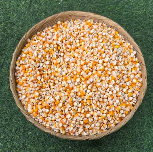 Organic Maize Whole / Makka