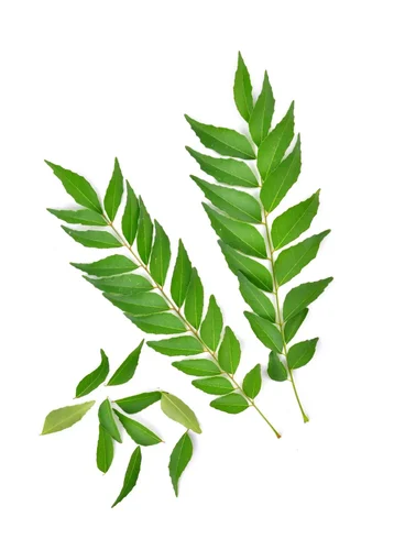 Natural Iron from Curry Leaf (Murraya koenigii spreng) Extract Powder