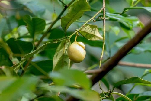 Nutmeg Extract POWDER (Myristica fragrans), Packaging Size: 1 kg