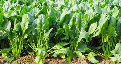 Spinach Leaf Extract (Spinacia oleracea L.), Packaging Type: HDPE Drum, Packaging Size: 20 Kg