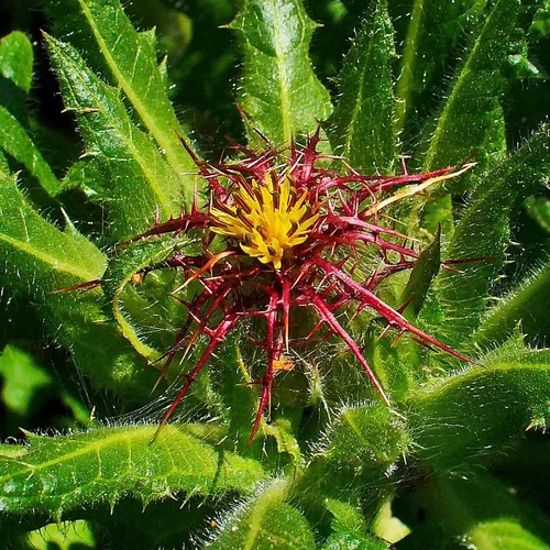 Centaurea benedicta (Blessed Thistle) Extract, Powder