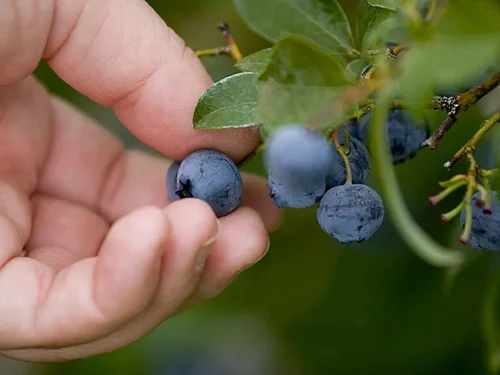 Dark Purple Blueberry Extract Powder, Packaging Size: 25 Kg