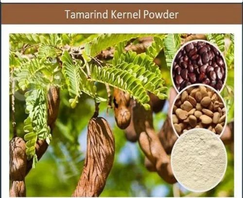 MTR Tamarind Seed Powder, Packaging Type: Bag, Packaging Size: 50 kg