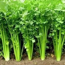 Coriander Leaves