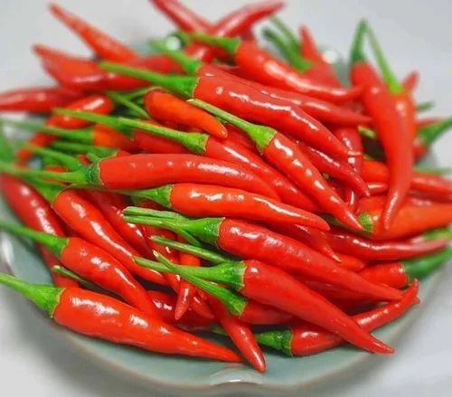 100% Organic Fresh Red Chilli From Vietnam Super Spicy and Tasty