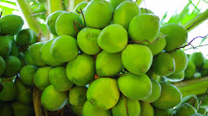 Tender Coconut