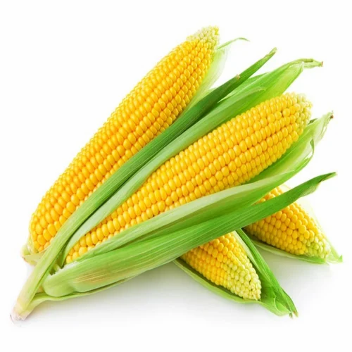Natural Organic Yellow Corn, Whole, High in Protein