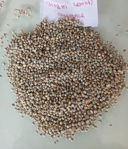 Loose Organic Pearl Millet Seed