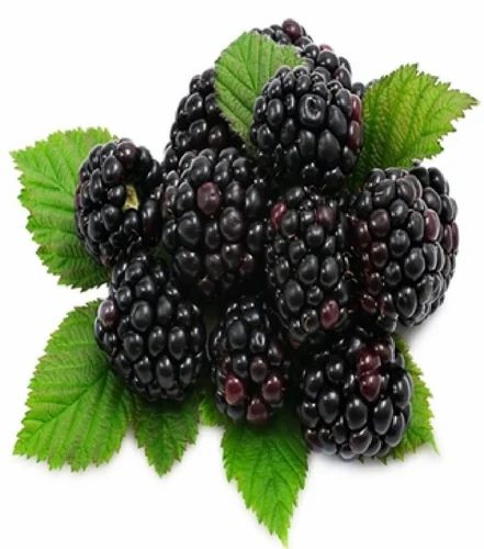Pure Fresh Blackberry