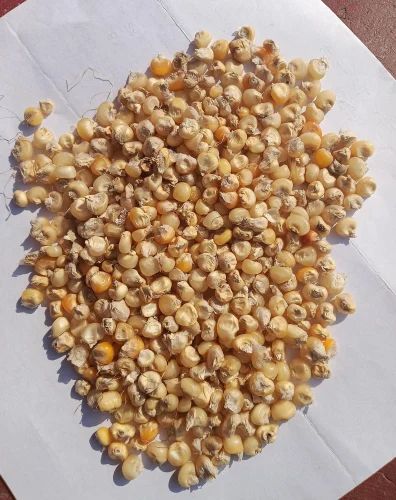Natural Organic White Maize Seed