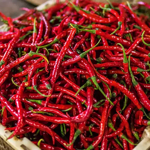 A Grade Organic Dried Red Chilli, For Cooking