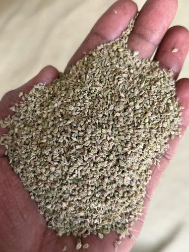 Organic Ajwain Seeds (Bold Grade, 30 kg PP Bag)
