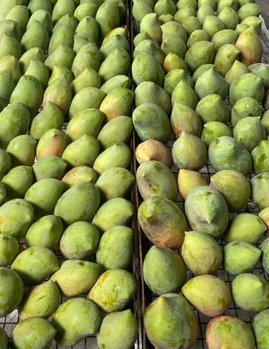 Totapuri Mangoes