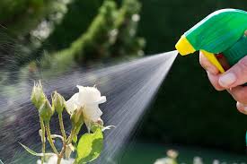 Organic Fungicide