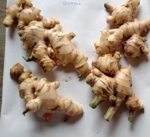 Organic Ginger Whole, Packaging Size: 40