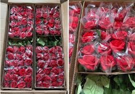 Rose Flower