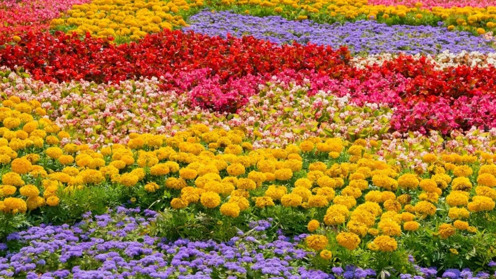 Natural Flowers