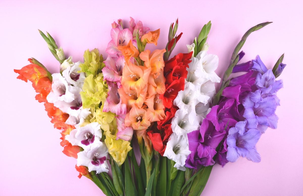 Cut Flowers